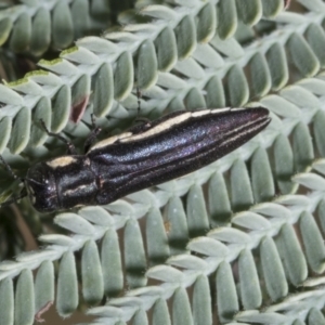 Agrilus hypoleucus at Hawker, ACT - 5 Feb 2023