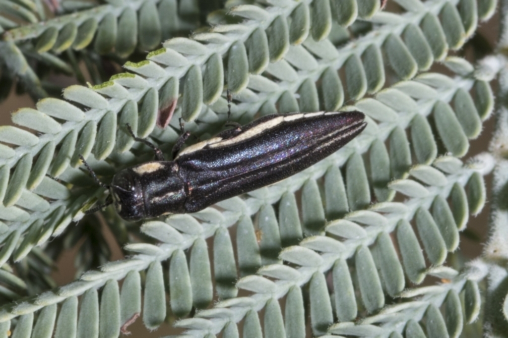 Agrilus hypoleucus at Hawker, ACT - 5 Feb 2023