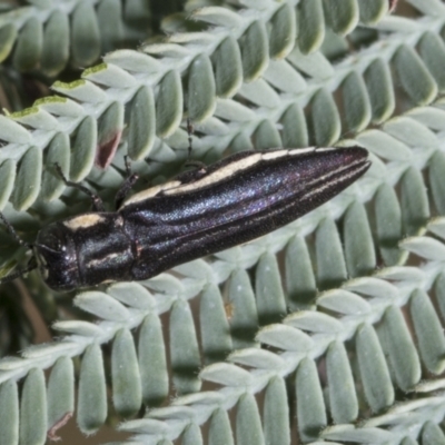 Agrilus hypoleucus (Hypoleucus jewel beetle) at Hawker, ACT - 4 Feb 2023 by AlisonMilton
