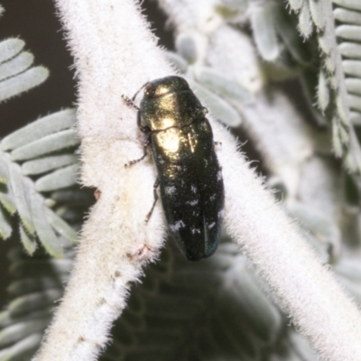 Diphucrania marmorata (Jewel beetle) at Hawker, ACT - 5 Feb 2023 by AlisonMilton