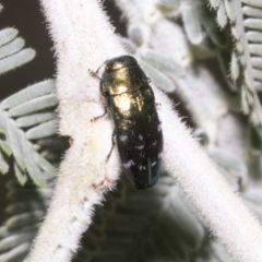 Diphucrania sp. (genus) (Jewel Beetle) at Hawker, ACT - 4 Feb 2023 by AlisonMilton