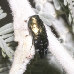 Diphucrania marmorata at Hawker, ACT - 5 Feb 2023 08:42 AM