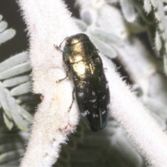 Diphucrania sp. (genus) at Hawker, ACT - 5 Feb 2023