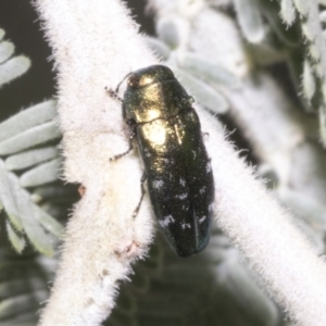 Diphucrania marmorata at Hawker, ACT - 5 Feb 2023