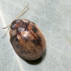 Trachymela sp. (genus) (Brown button beetle) at Hawker, ACT - 4 Feb 2023 by AlisonMilton