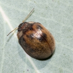 Trachymela sp. (genus) at Hawker, ACT - 5 Feb 2023