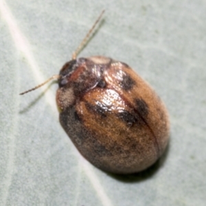 Trachymela sp. (genus) at Hawker, ACT - 5 Feb 2023