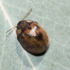 Trachymela sp. (genus) at Hawker, ACT - 5 Feb 2023