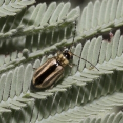 Monolepta froggatti (Leaf beetle) at Hawker, ACT - 5 Feb 2023 by AlisonMilton