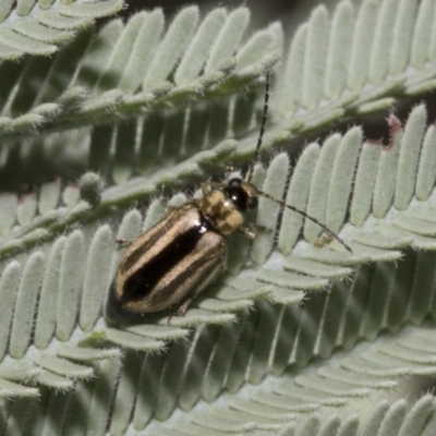 Monolepta froggatti (Leaf beetle) at Hawker, ACT - 4 Feb 2023 by AlisonMilton