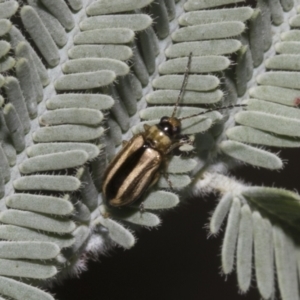 Monolepta froggatti at Hawker, ACT - 5 Feb 2023