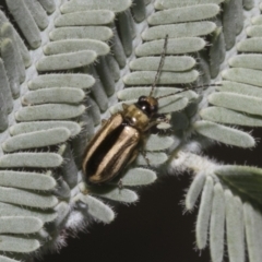 Monolepta froggatti at Hawker, ACT - 5 Feb 2023