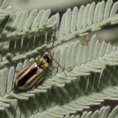 Monolepta froggatti at Hawker, ACT - 5 Feb 2023