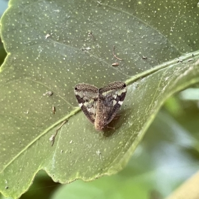 Scolypopa australis (Passionvine hopper, Fluffy bum) at Lyneham, ACT - 4 Feb 2023 by HelenWay