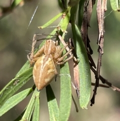 Oxyopes sp. (genus) (Lynx spider) at QPRC LGA - 5 Feb 2023 by Hejor1