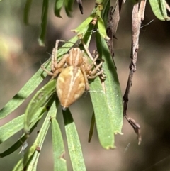 Oxyopes sp. (genus) at Greenleigh, NSW - 5 Feb 2023