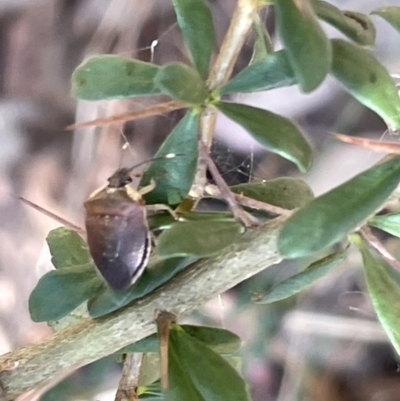 Unidentified Shield, Stink or Jewel Bug (Pentatomoidea) at Greenleigh, NSW - 5 Feb 2023 by Hejor1