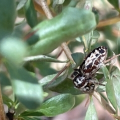 Opisthoncus serratofasciatus (Chevronned jumper) at Greenleigh, NSW - 5 Feb 2023 by Hejor1