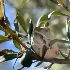 Unidentified Spider (Araneae) at QPRC LGA - 5 Feb 2023 by Hejor1