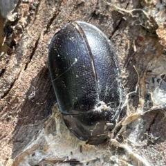 Pterohelaeus striatopunctatus (Darkling beetle) at Greenleigh, NSW - 5 Feb 2023 by Hejor1