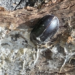 Unidentified at suppressed - 5 Feb 2023