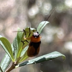 Aporocera (Aporocera) viridipennis (A leaf beetle) at Greenleigh, NSW - 5 Feb 2023 by Hejor1