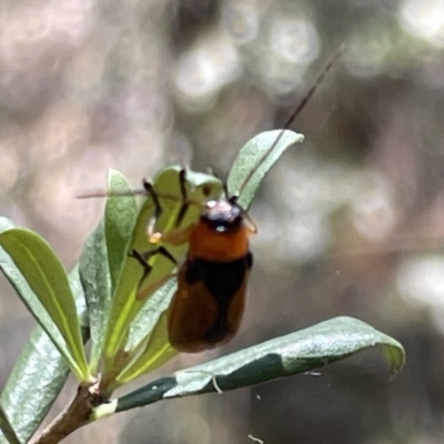 Aporocera (Aporocera) viridipennis (A leaf beetle) at Greenleigh, NSW - 5 Feb 2023 by Hejor1