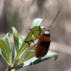 Aporocera (Aporocera) viridipennis at Greenleigh, NSW - 5 Feb 2023 12:27 PM