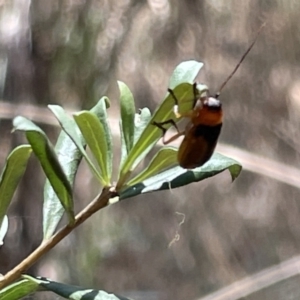 Aporocera (Aporocera) viridipennis at Greenleigh, NSW - 5 Feb 2023