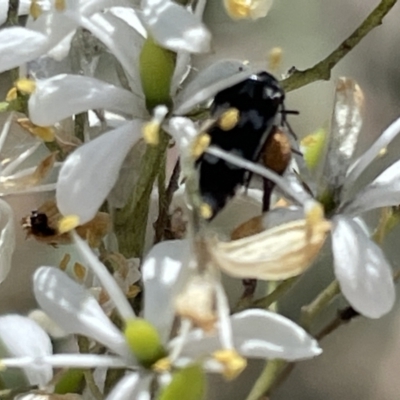 Mordellidae (family) (Unidentified pintail or tumbling flower beetle) at Greenleigh, NSW - 5 Feb 2023 by Hejor1