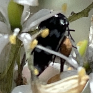 Mordellidae (family) at Greenleigh, NSW - 5 Feb 2023 12:28 PM