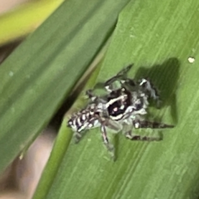 Unidentified Jumping or peacock spider (Salticidae) at Greenleigh, NSW - 5 Feb 2023 by Hejor1