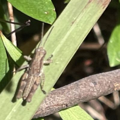 Phaulacridium vittatum (Wingless Grasshopper) at QPRC LGA - 5 Feb 2023 by Hejor1