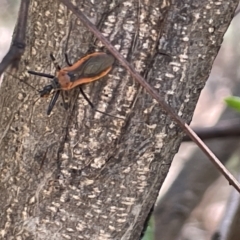 Gminatus australis (Orange assassin bug) at QPRC LGA - 5 Feb 2023 by Hejor1