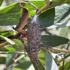 Trigonocyttara clandestina (Less-stick Case Moth) at QPRC LGA - 5 Feb 2023 by Hejor1