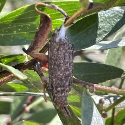 Trigonocyttara clandestina (Less-stick Case Moth) at Greenleigh, NSW - 5 Feb 2023 by Hejor1