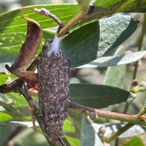 Trigonocyttara clandestina at Greenleigh, NSW - 5 Feb 2023