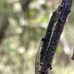 Bandidus canifrons (An Antlion Lacewing) at QPRC LGA - 5 Feb 2023 by Hejor1