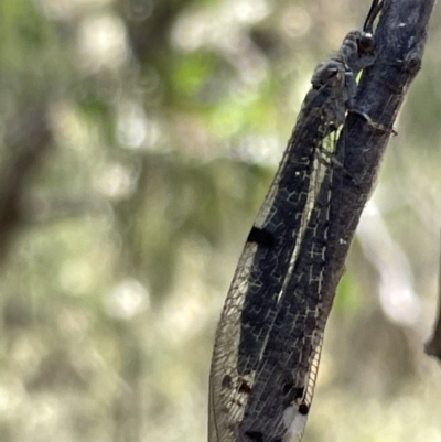 Bandidus canifrons (An Antlion Lacewing) at Greenleigh, NSW - 5 Feb 2023 by Hejor1