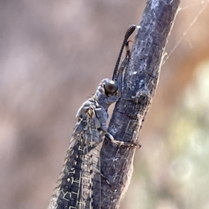 Bandidus canifrons at Greenleigh, NSW - 5 Feb 2023 12:35 PM