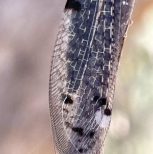 Bandidus canifrons at Greenleigh, NSW - 5 Feb 2023 12:35 PM