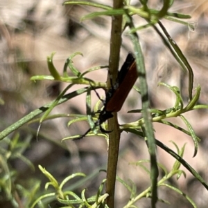 Porrostoma sp. (genus) at Greenleigh, NSW - 5 Feb 2023