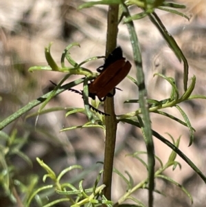 Porrostoma sp. (genus) at Greenleigh, NSW - 5 Feb 2023