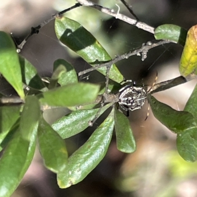 Theseus modestus (Gum tree shield bug) at QPRC LGA - 5 Feb 2023 by Hejor1