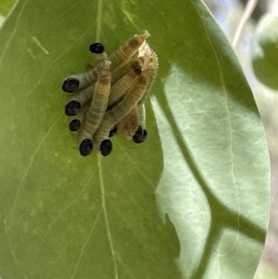 Pseudoperga sp. (genus) (Sawfly, Spitfire) at QPRC LGA - 5 Feb 2023 by Hejor1