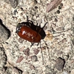 Aporocera (Aporocera) haematodes (A case bearing leaf beetle) at Greenleigh, NSW - 5 Feb 2023 by Hejor1