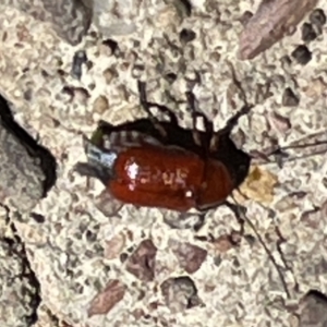 Aporocera (Aporocera) haematodes at Greenleigh, NSW - 5 Feb 2023