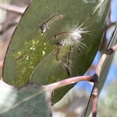 Uraba lugens (Gumleaf Skeletonizer) at Greenleigh, NSW - 5 Feb 2023 by Hejor1