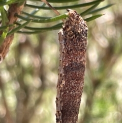 Lepidoscia (genus) IMMATURE (Unidentified Cone Case Moth larva, pupa, or case) at Greenleigh, NSW - 5 Feb 2023 by Hejor1