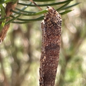 Lepidoscia (genus) IMMATURE at Greenleigh, NSW - 5 Feb 2023